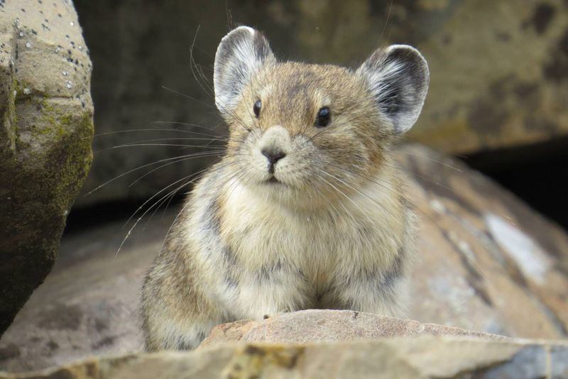 Alpine Secret – American Pika