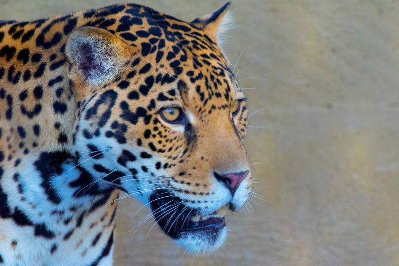 Sonoran Jaguar: Desert Emperor