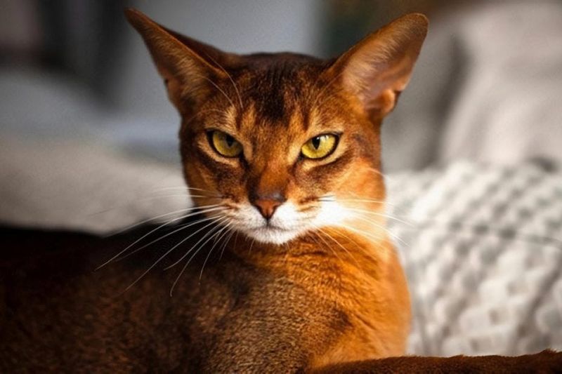 Abyssinian: Mountain Lion Miniature