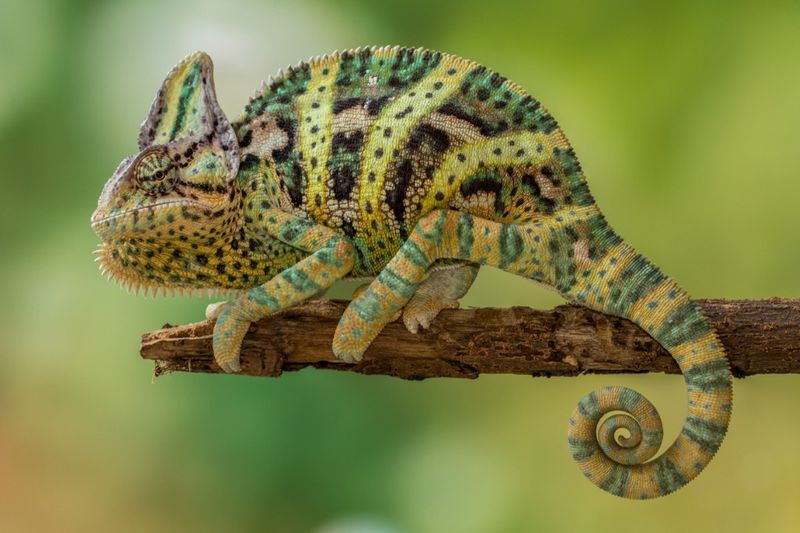 Fog-Harvesting Wizards: Veiled Chameleons
