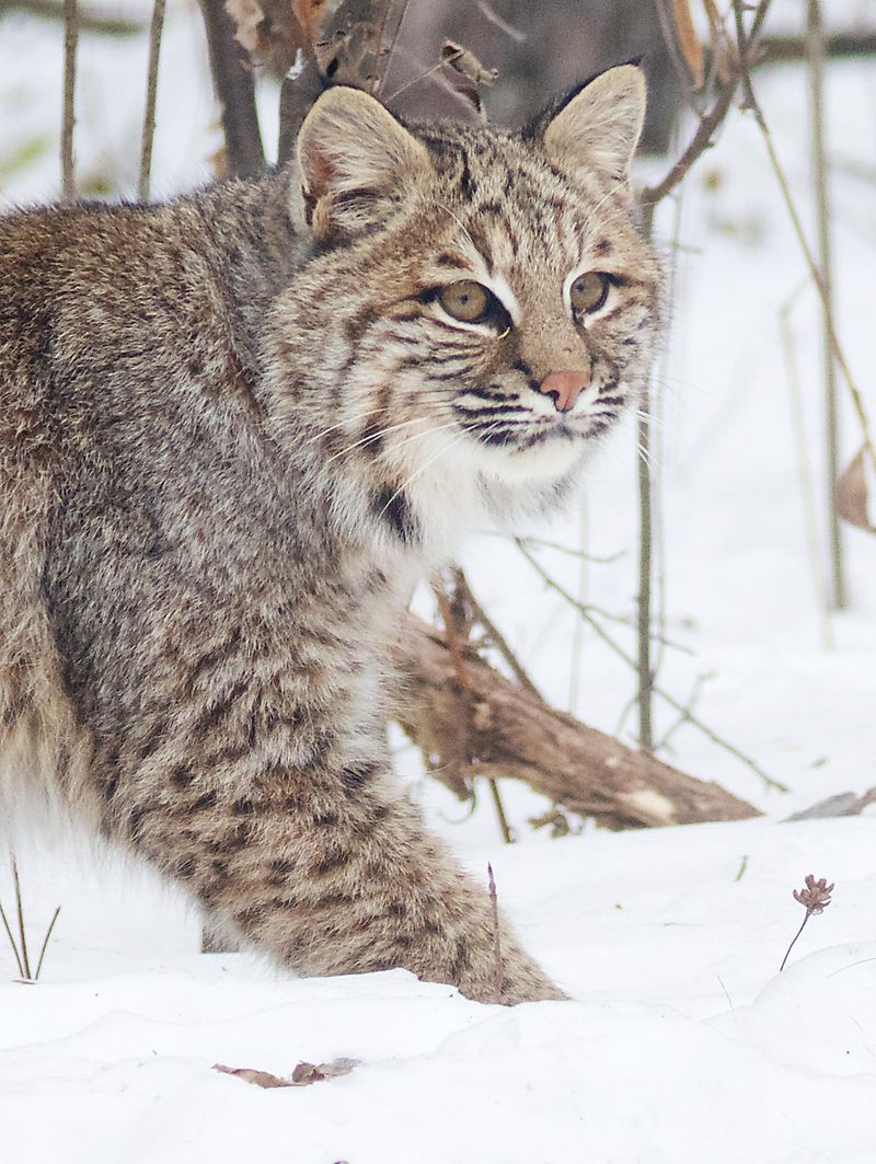 Coahuilan Bobcat: Cactus Phantom