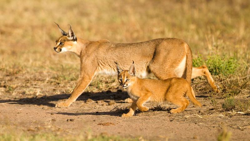Sonic Stalkers: Caracals