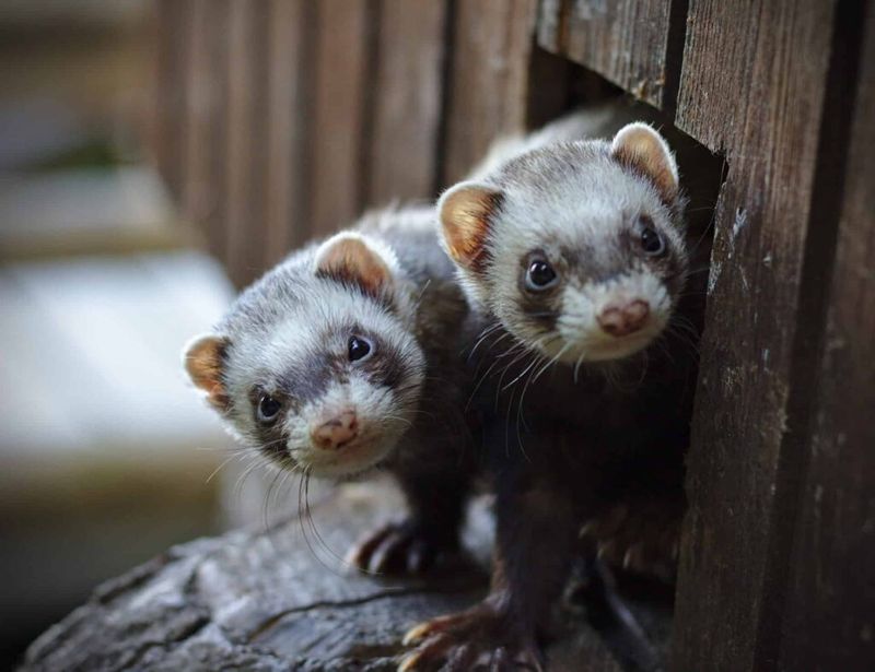 Swamp Dwellers To Sofa Snugglers