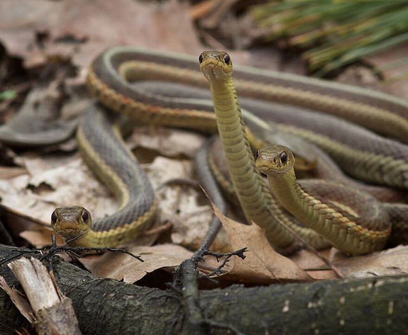 Subzero Survivors: Garter Snakes