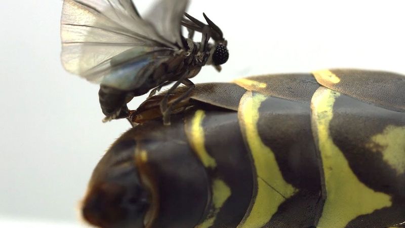 Twisted-Wing Parasites' Strange Lifecycle
