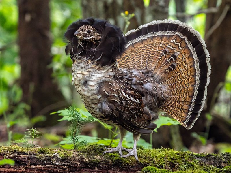 Forest Floor Artist: The Ruffed Grouse