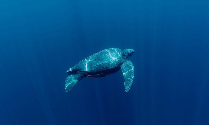 Ocean Wanderers With Perfect Navigation
