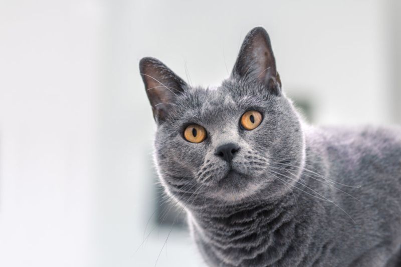 Velvet Shadows: The Chartreux