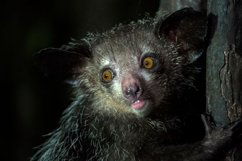 Nocturnal Ghosts Of Madagascar