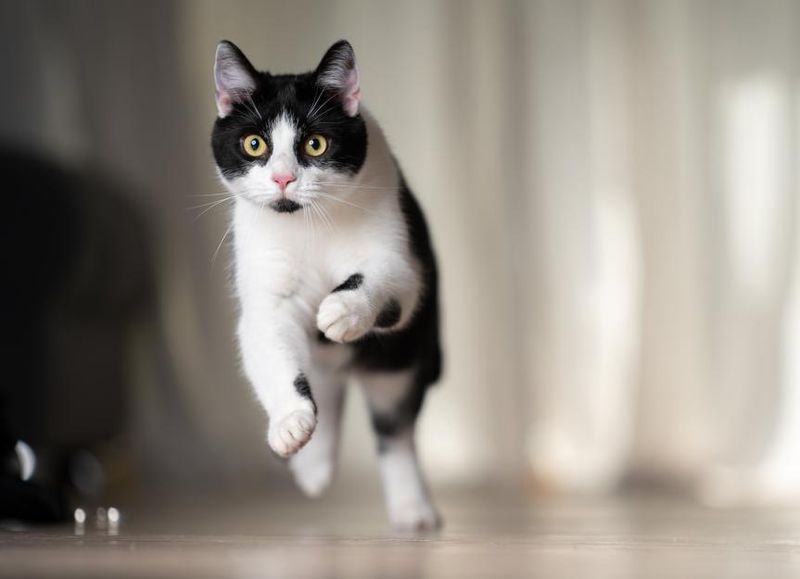 Midnight Zoomies Increase