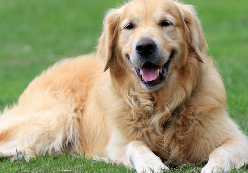 Golden Retrievers: The Sunny Optimists