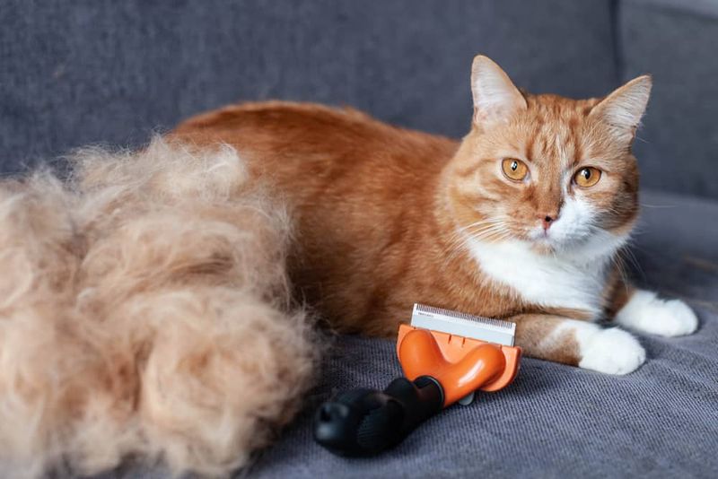 Excessive Grooming Or Shedding