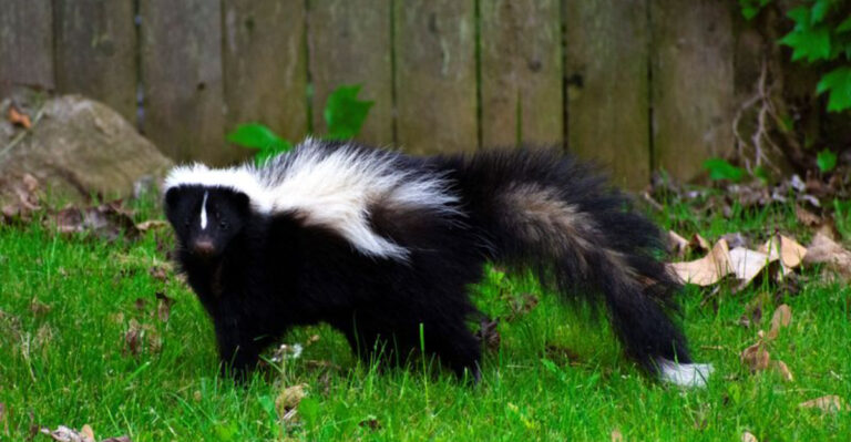 Deter Skunks From Entering Your Yard With These Simple Methods