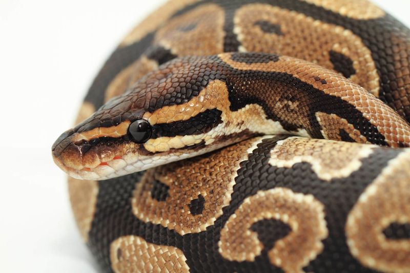 Threatening Endangered Species