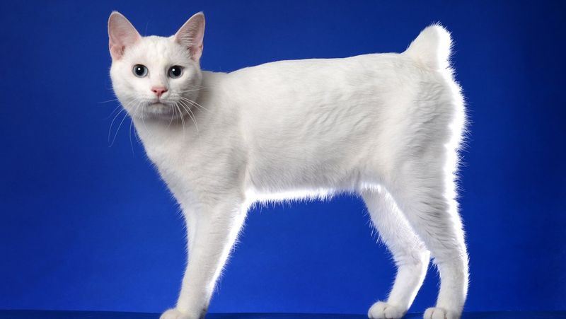 Japanese Bobtail