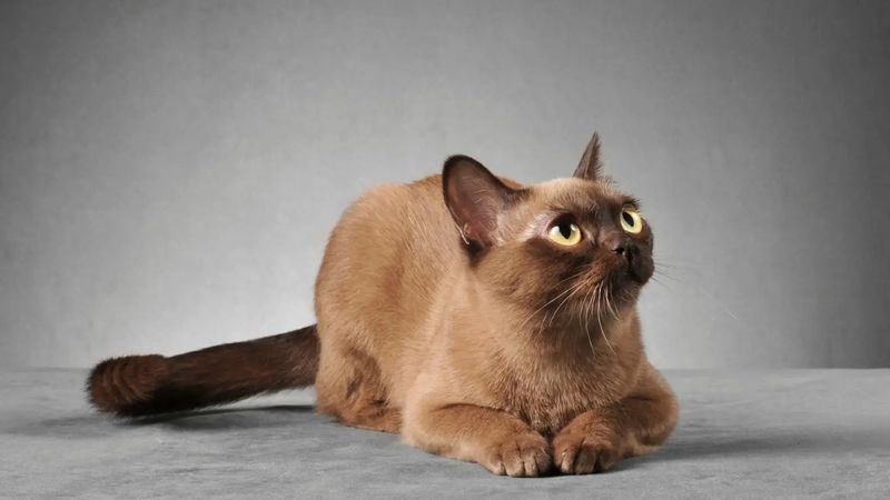 Burmese: Loyal Companions
