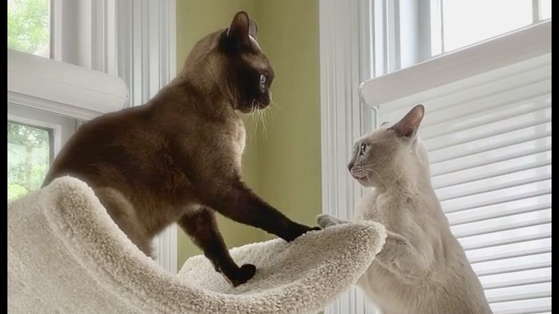 Burmese: Velcro Cats Who Stick Together