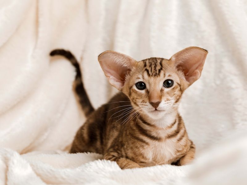 Oriental Shorthair