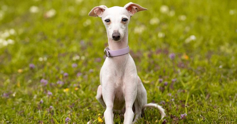 Inseparable Italian Greyhounds