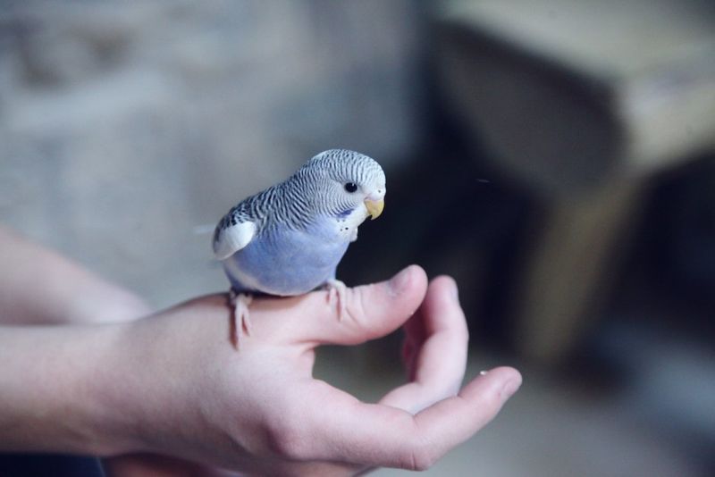 Playful Parrotlet Pocket Pals
