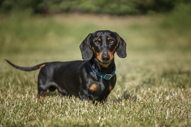 Cushing's Disease Complications
