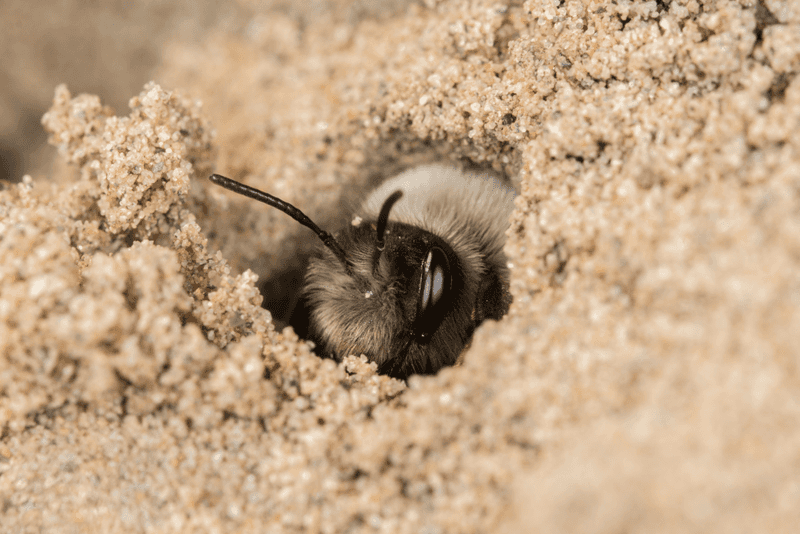 Mining Bees