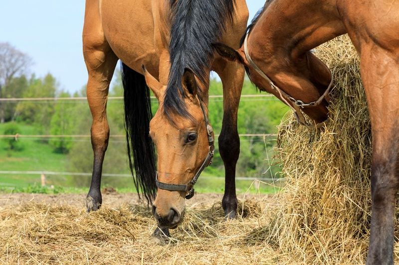 Fresh Hay