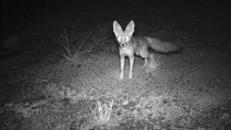 Nocturnal Behavior