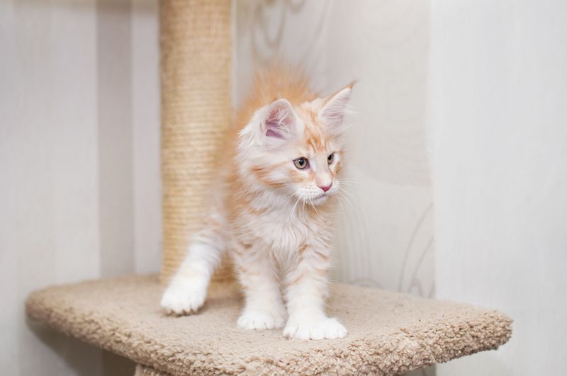 Socializing Your Red Smoke Maine Coon With Other Pets
