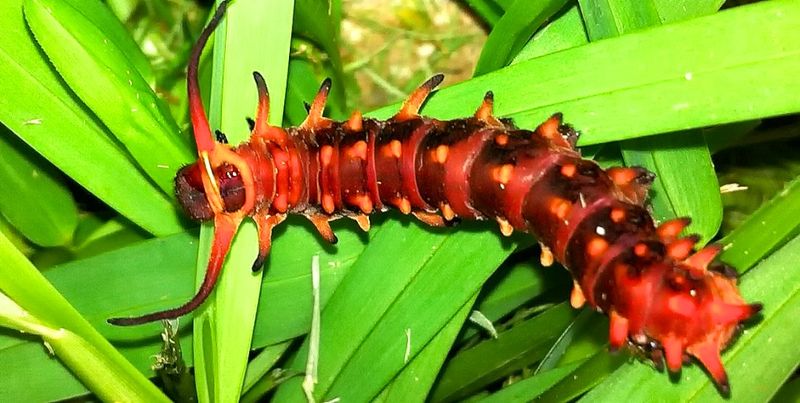 How Plant Toxicity Affects Swallowtail Caterpillars