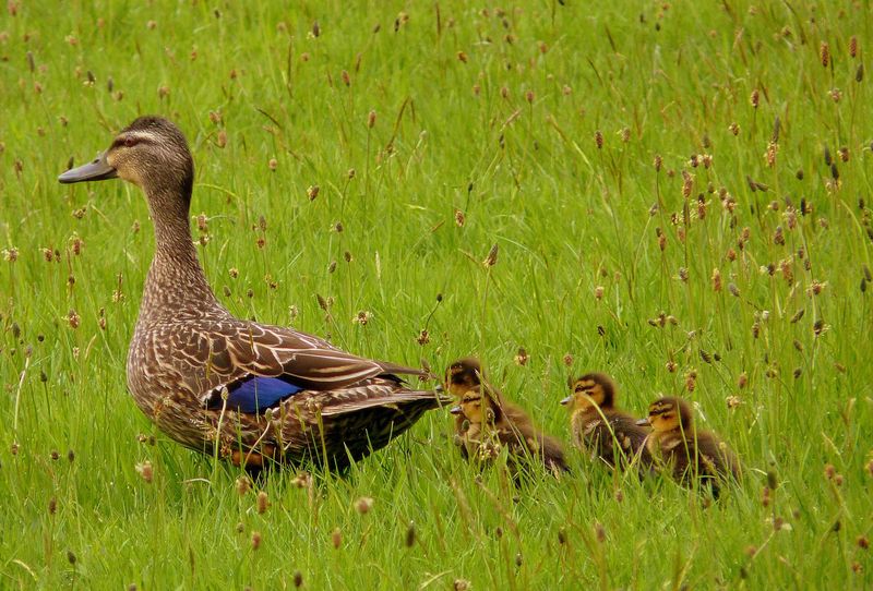 Ducks Create Mess Like Professional Artists