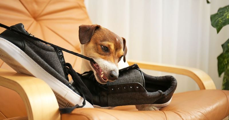 Chewing Shoes