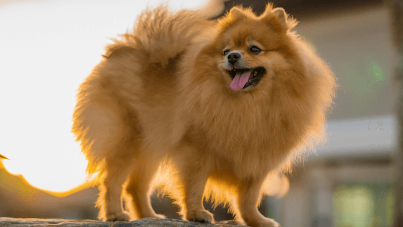 Pocket-Sized Watchdogs: Pomeranians