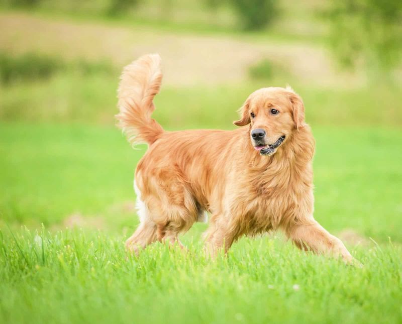 The Patient Shadow Companions