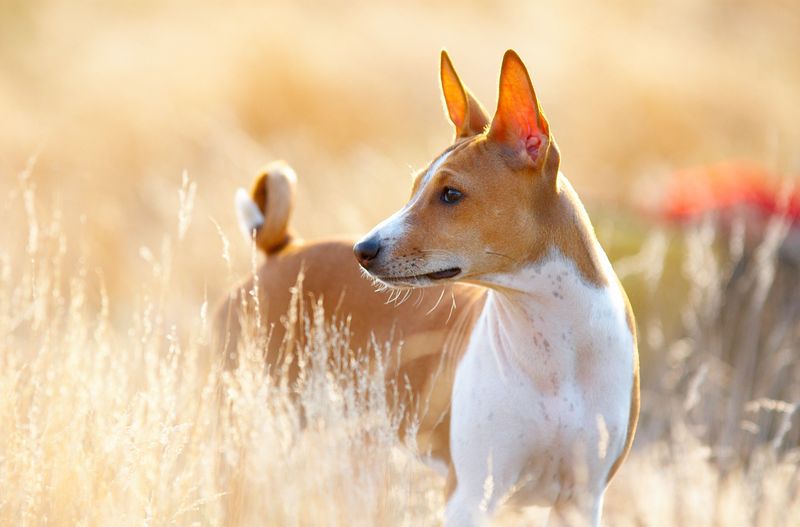 Politely Reserved: The Basenji