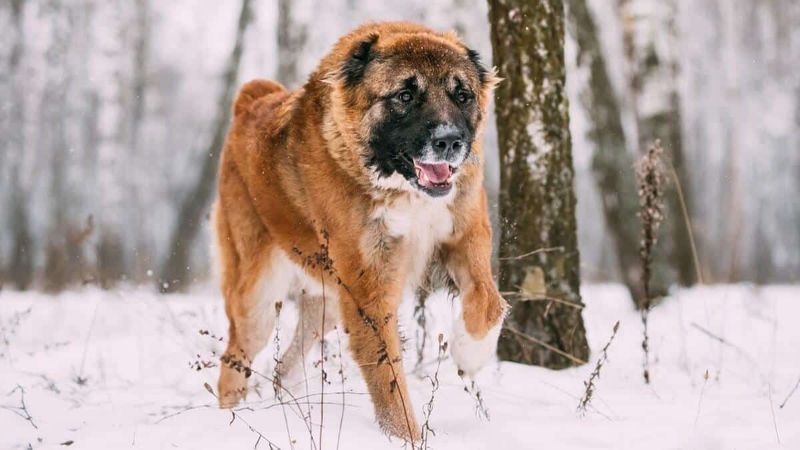 Caucasian Shepherd