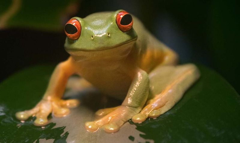 Laughing Frog