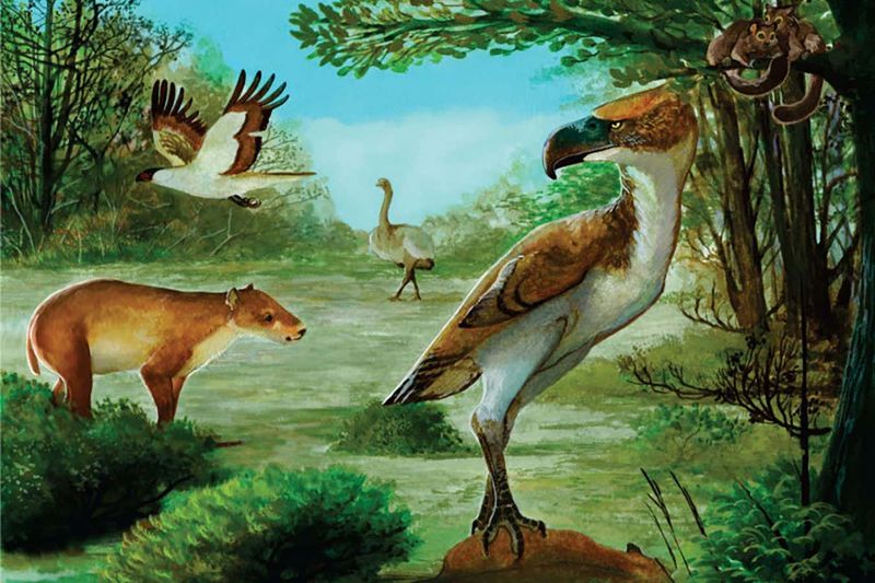The Flightless Connection