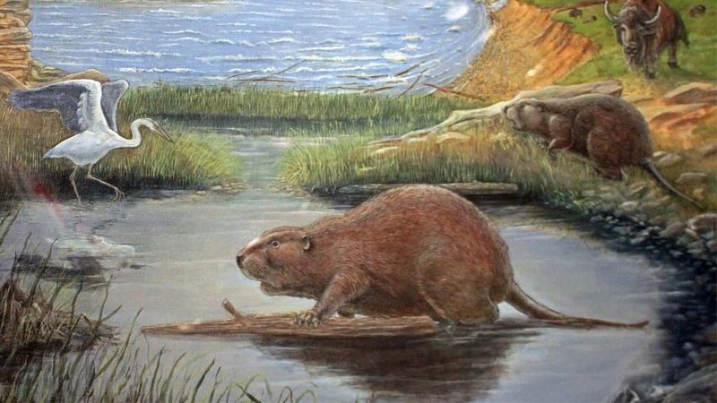 Giant Beavers In Great Lakes Region