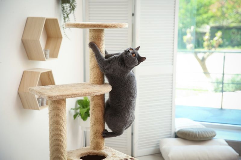 Lack Of Vertical Space Limits Natural Behaviors