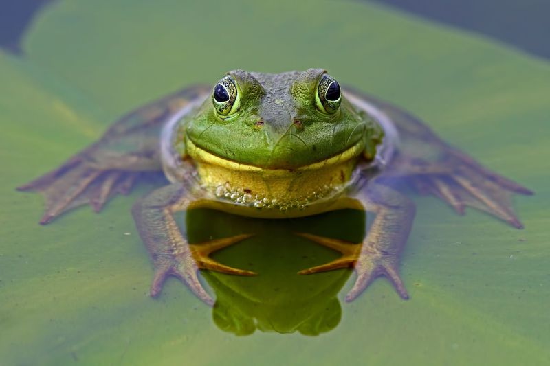 Backyard Boomer: American Bullfrog