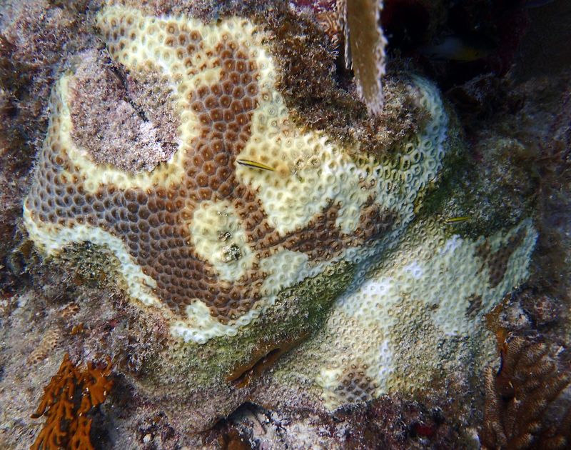 Coral Disease Outbreaks