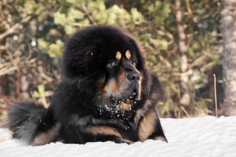 Wary Tibetan Mastiffs