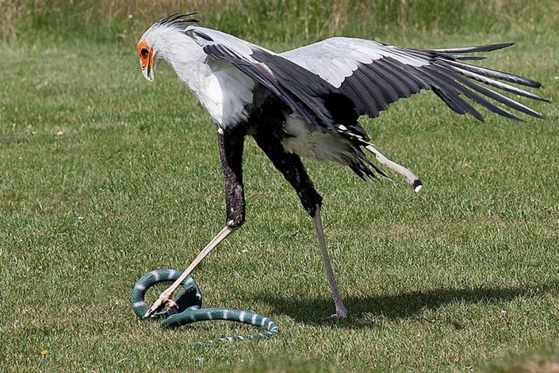 Secretary Bird