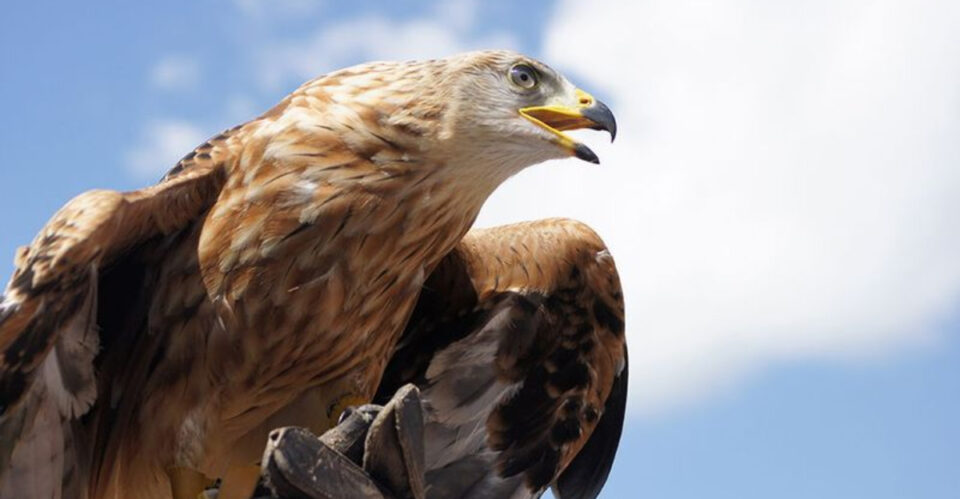 Picture of Discover 14 Birds That Eat Snakes
