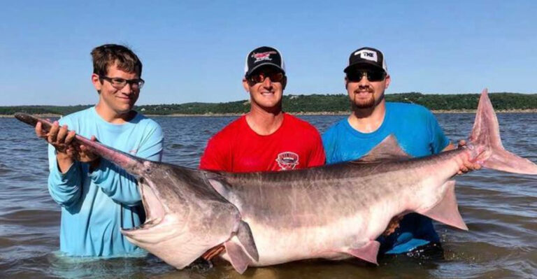 Discover The 9 Largest Fish Ever Caught In The US (And The 4 Smallest Ones)