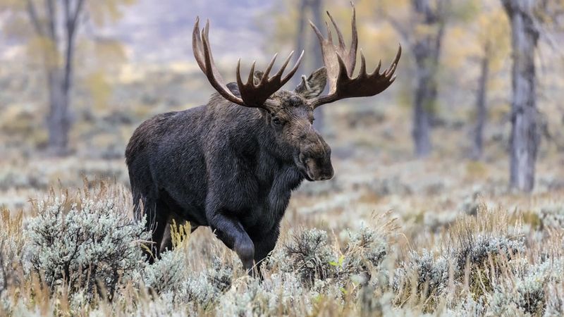Moose