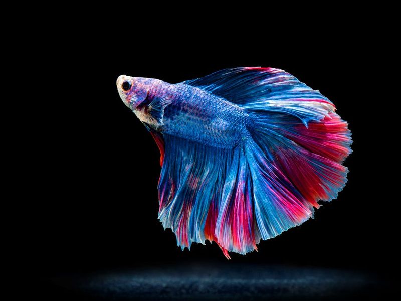 Bettas - Solitary Splendor