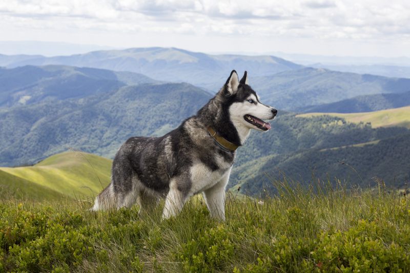 Self-Reliant Siberian Huskies