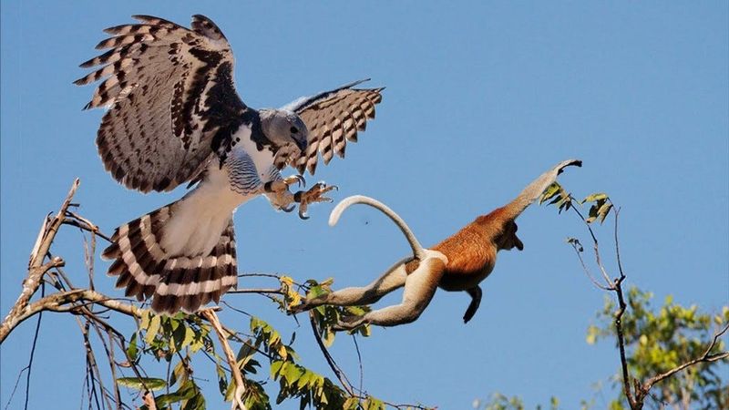 Monkey Hunters